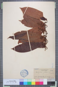 Specimen thumbnail